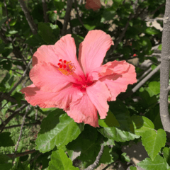 garden´s flowers